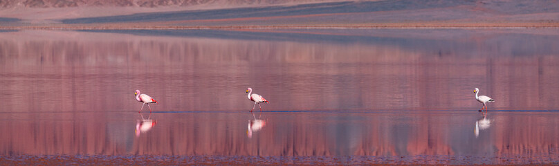 FLAMENCO DE JAMES, PARINA CHICA, Phoenicoparrus jamesi, Laguna Carachi Pampa, El Peñón village, La Puna, Argentina, South America, America