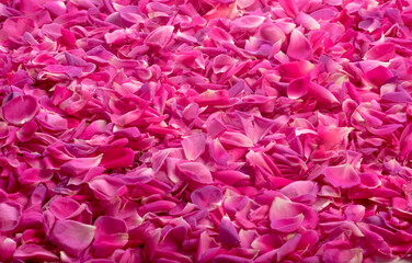 pink rose petals full frame for background texture