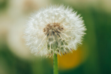 Beautiful fluffy dandelion in the open air on a blurred background, flowering dandelion
