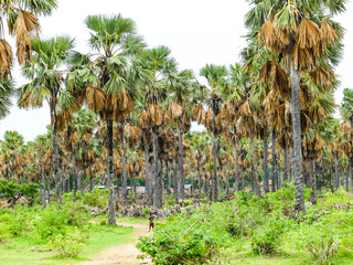 Palmiers rôniers au Tchad