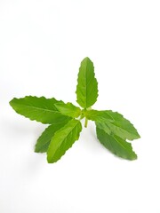 Leaves with green elements and a white background