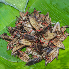 Cooked insects, Market in central Thailand