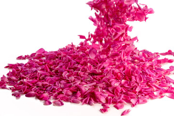 pink rose petals fall from above in motion frozen isolated white background