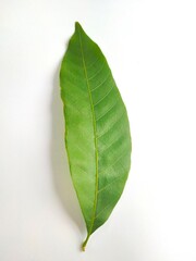 Obraz premium Leaves with green elements and a white background