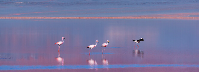 FLAMENCO DE JAMES, PARINA CHICA, Phoenicoparrus jamesi, Laguna Carachi Pampa, El Peñón village, La Puna, Argentina, South America, America
