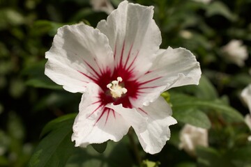 Strahlend weiße Hibiskusblüte. © JH
