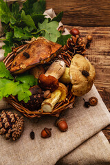 Fresh forest mushrooms. Assorted gourmet porcini and boletus, oak leaves