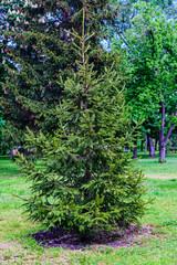 Young fir tree growing in a city park