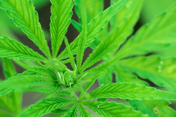 close up of marijuana plant