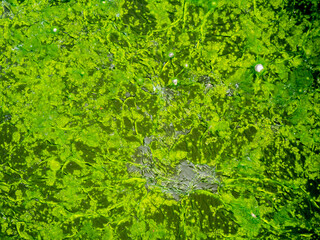 Surface of The Moss is Gathered into a Sheet