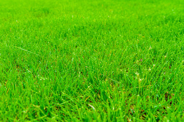 Background of the green grass. Eco concept. Selective focus