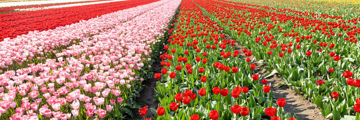 Colorful pink tulip fields in Netherlands, Amsterdam area. Endless beautiful fields, millions of flowers, agricultural business, ecological environment, natural beauty. Seasonal sightseeing. Banner