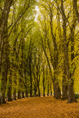 Obraz premium Rows of trees in Wanaka Station Park in full autumn glory