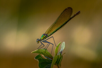 Dragonfly at the top of a plant