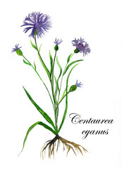 Centaurea_latin