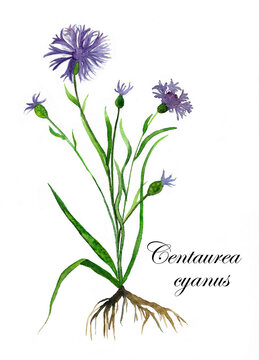Centaurea_latin