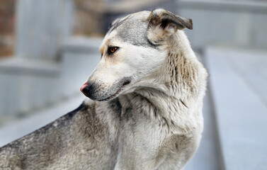 Macro photo of a gray portrait dog
