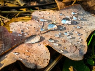 drops of water on the leaves