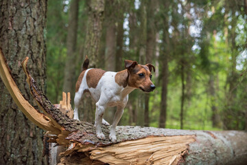 Jack russell terrier stands on a broken tree in the forest. Close-up photographed.