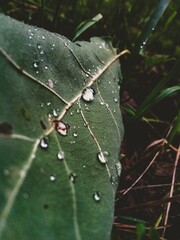 drops of water on the leaves