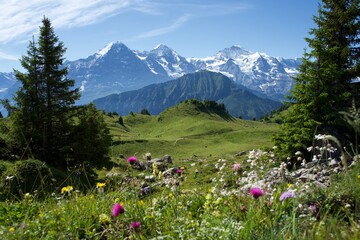 alpine meadow with flowers