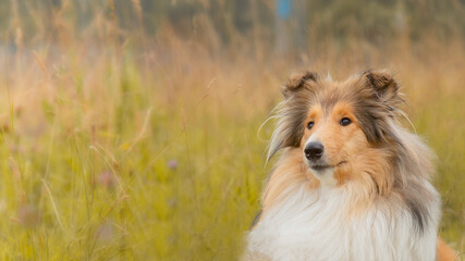 Fototapeta premium portrait of collie shepherd dog in autumn field close-up