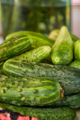 Cucumber background Cucumber harvest. many cucumbers. cucumbers from the field. Texture pattern background green cucumbers. Image fresh green cucumbers