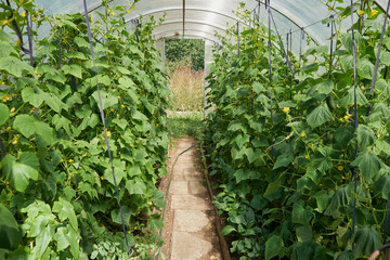 Growing cucumbers in a big greenhouse