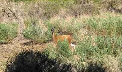 The vicu&ntilde;a is the national animal of Peru. It is a wild South American camelid that lives in the Andes