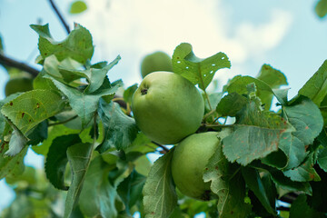 green apples on a tree