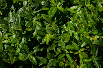 Creative layout of flowers and leaves with a paper note card. The apartment was lying. Concept of nature