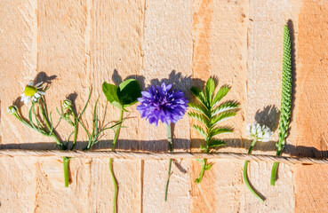 Cute picture, summer batanica of flowering cornflowers, plantain, chamomile and clover. Hot day in the village