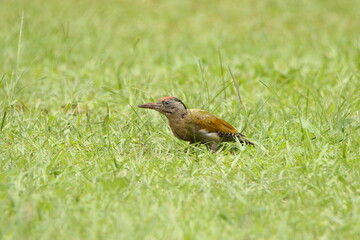 Woodpecker on the grass