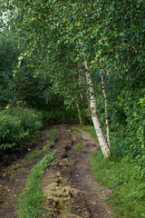 Sunlight In Green Coniferous Forest, Summer Nature