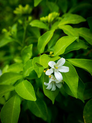Satin-wood Flowers Blooming