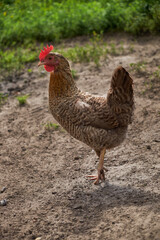 chicken in grass on a farm. Orange chicken hen that is out for a walk on the grass