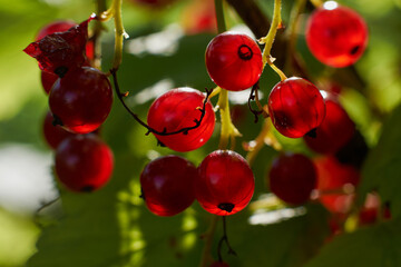 On the branch bush berries are ripe redcurrant (Ribes rubrum) Branch of red currant berries on a bush. Vitamins of the summer