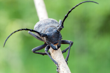 large beetle with a large mustache on a twig