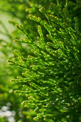 Creative layout of flowers and leaves with a paper note card. The apartment was lying. Concept of nature