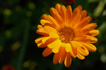 yellow flowers, natural summer background, blurry image, selective focus
