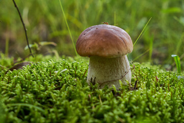 Bolete in moss in forest