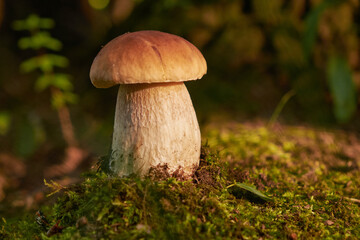Bolete in moss in forest