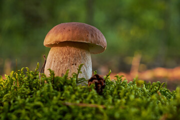 Bolete in moss in forest