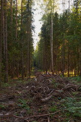 Sunlight In Green Coniferous Forest, Summer Nature