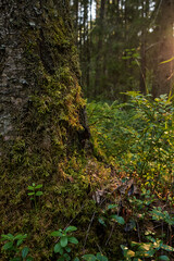 Sunlight In Green Coniferous Forest, Summer Nature