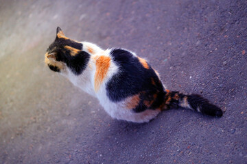 Photo macro color cat on the street
