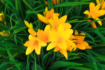 Fototapeta premium Bright yellow daylily flowers with green leaves. Close up