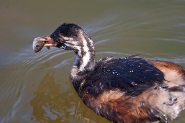 Little Grebe with fish that he catch