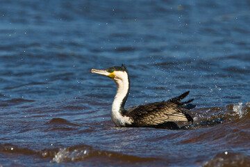 White breasted cormorant in water
