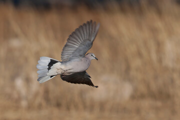 animal, nature, wildlife, bird, wild, beak, feather, fauna, background, beautiful, black, brown, white